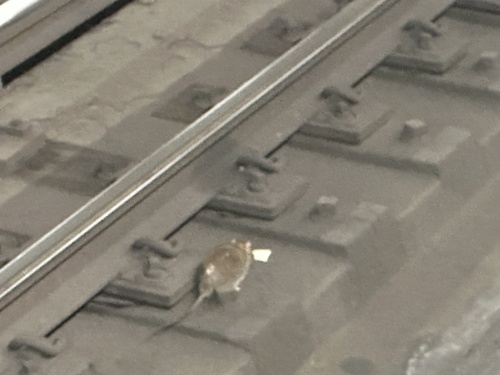Rat photographed near here on 2026-01-30