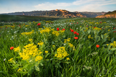 Haplophyllum latifolium