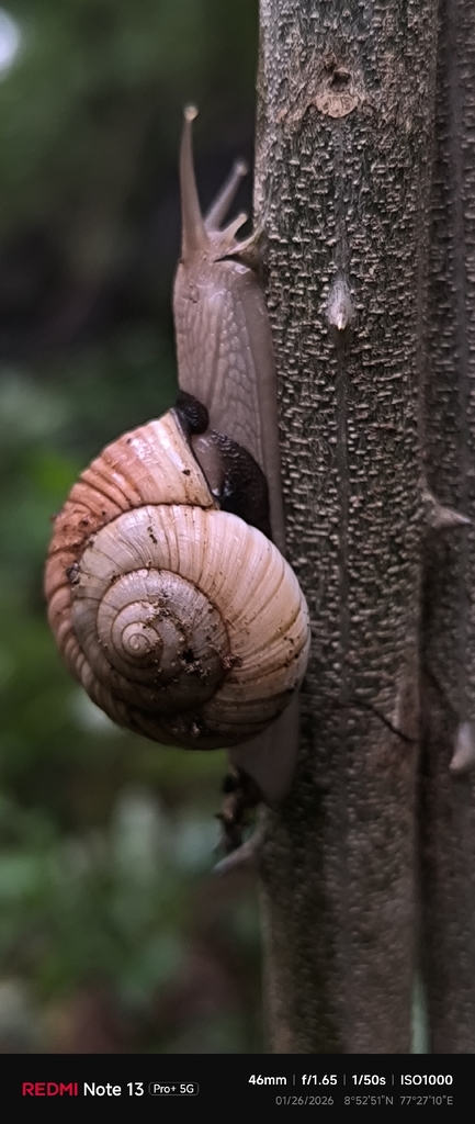 Ariophanta albata