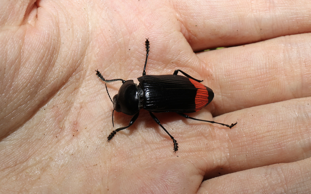 Temognatha oleata