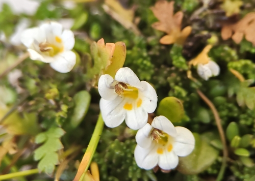 Euphrasia repens observed 2026-01-31