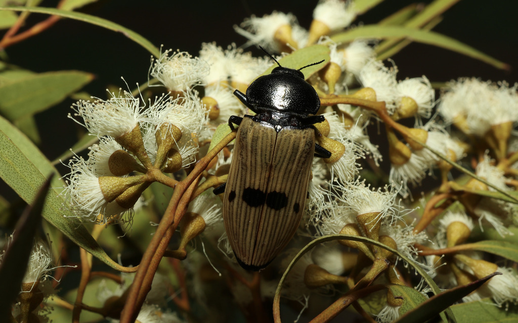 Temognatha wimmerae
