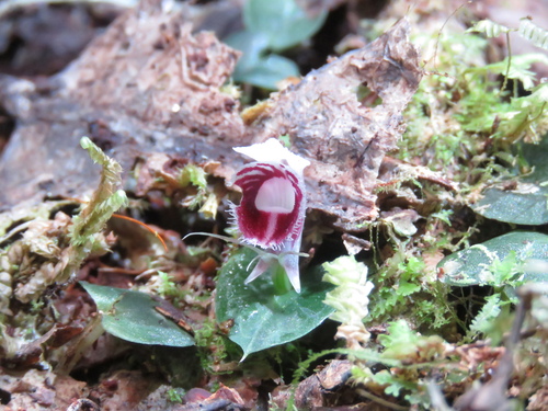 Corybas carinatus observed 2026-01-24