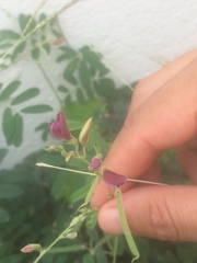 Tephrosia cinerea