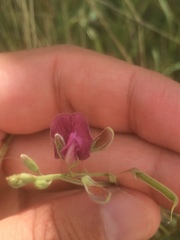 Tephrosia cinerea