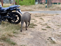 Sus scrofa cristatus