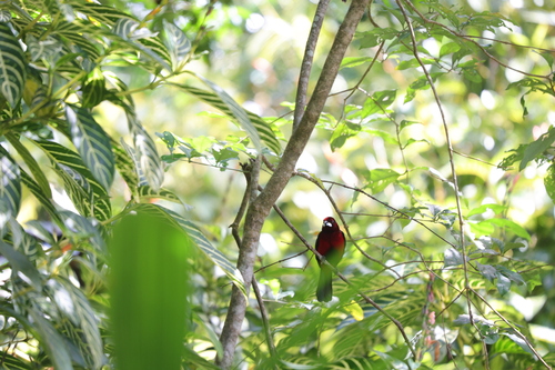 Crimson-backed Tanager (Ramphocelus dimidiatus), photo 7