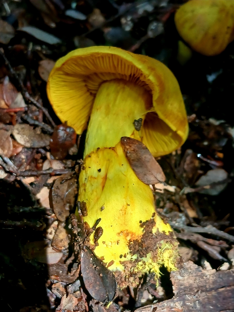 Cortinarius canarius · January 2026 · photo: © claire_grace83 (iNaturalist, cc-by)