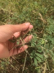Tephrosia cinerea