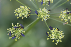 Sciara hemerobioides