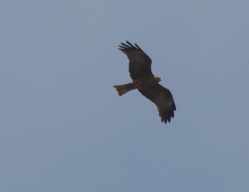 Black Kite