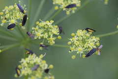 Sciara hemerobioides