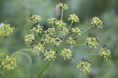 Sciara hemerobioides