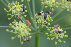 Sciara hemerobioides