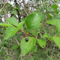 Premna mooiensis