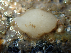 Calcarea