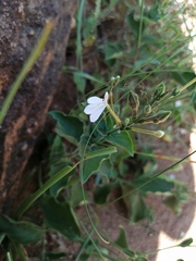 Rhinacanthus xerophilus