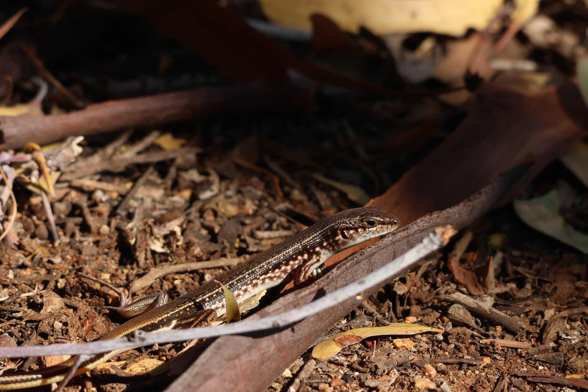 Spotted Ctenotus photo 2