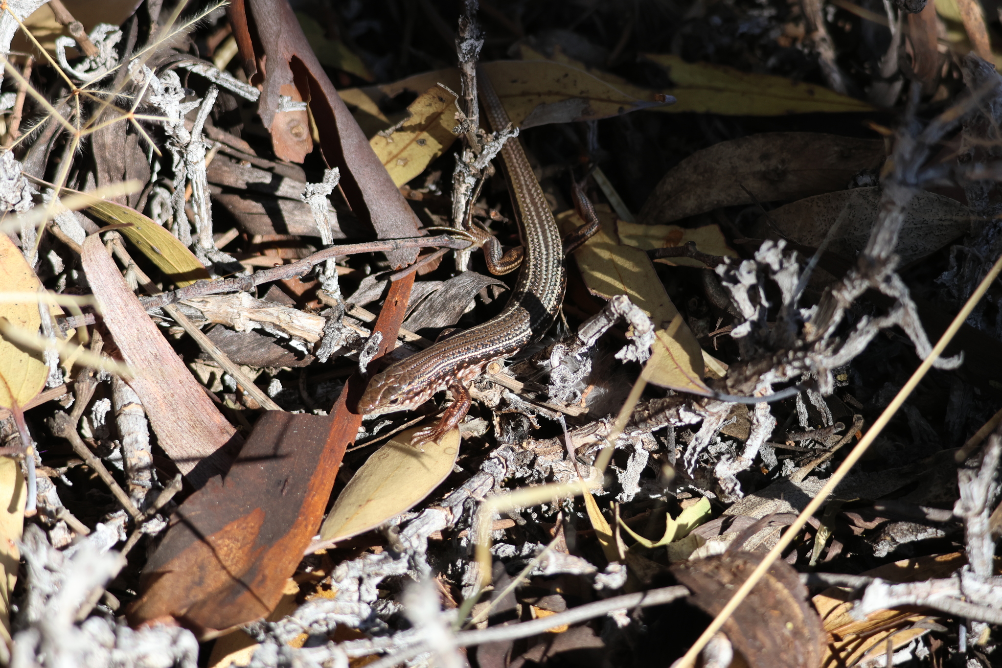 Spotted Ctenotus photo 3