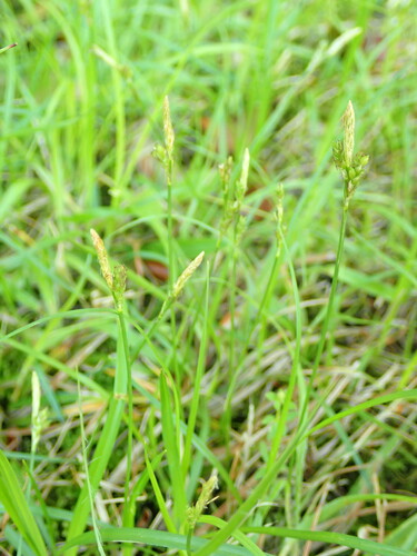 Carex nervata iNat (3)