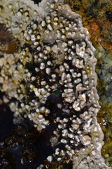 Spongites yendoi