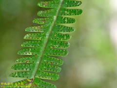 Thylacopteris papillosa