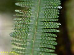 Thylacopteris papillosa