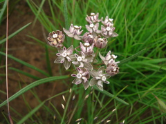 Asclepias cucullata cucullata