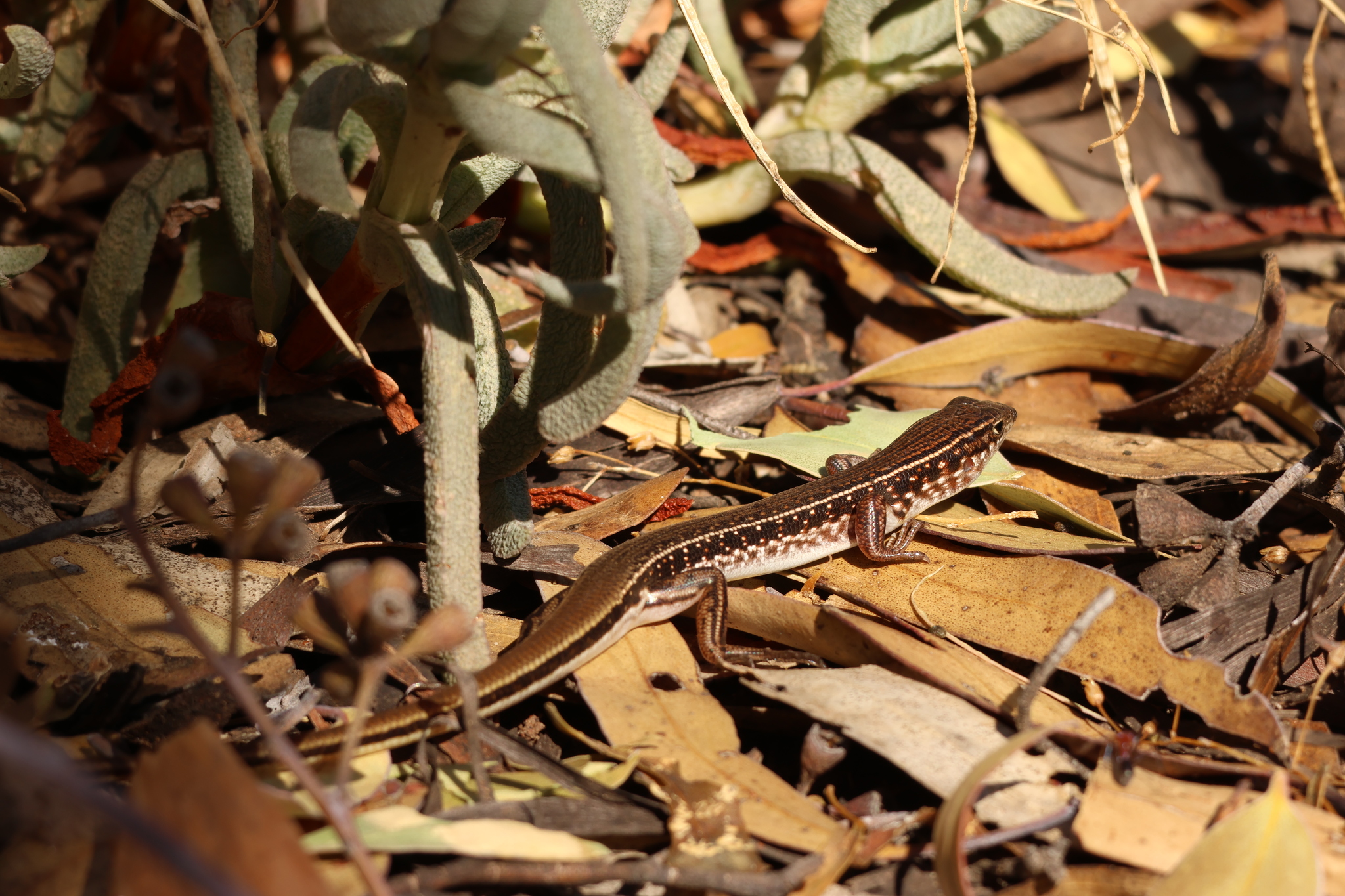 Spotted Ctenotus photo 4