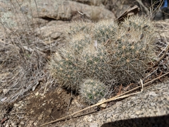 Escobaria organensis