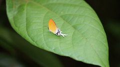 Eooxylides tharis distanti