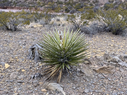 Sarcoyucca macrocarpa (Torr.) Linding. 2
