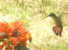 Anthracothorax dominicus