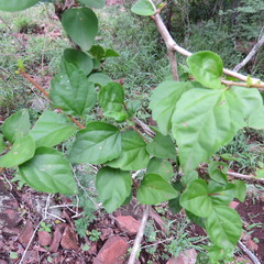 Premna mooiensis