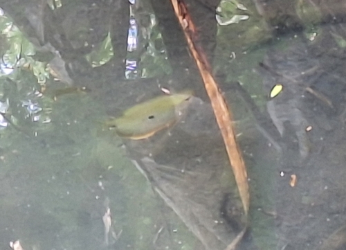 Trichopodus trichopterus