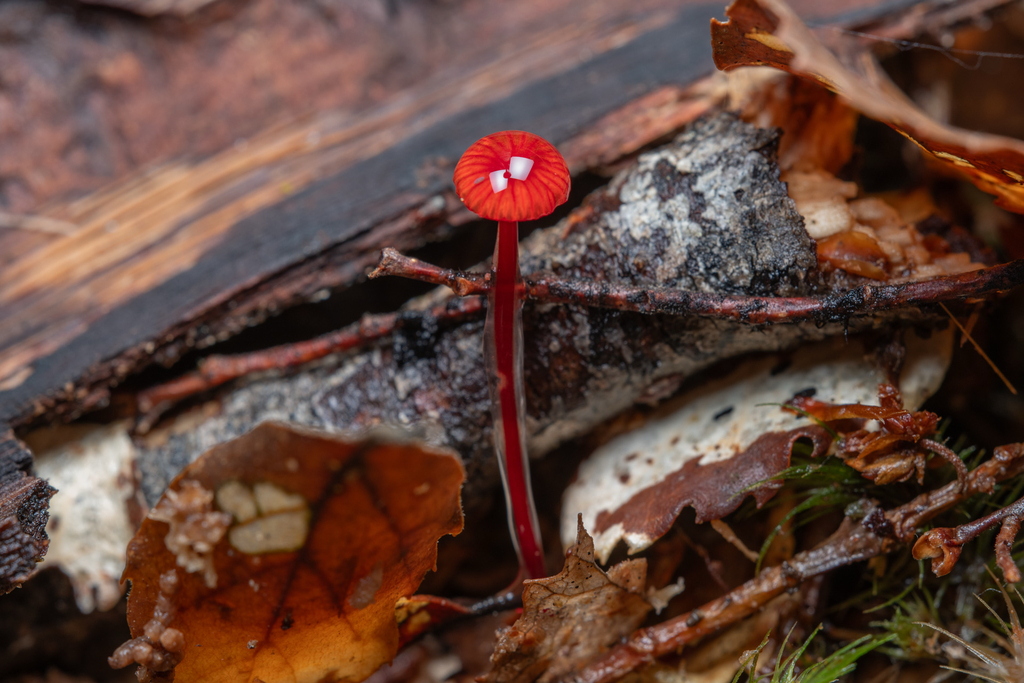 Cruentomycena viscidocruenta · January 2026 · photo: © frankashwood (iNaturalist, cc-by)