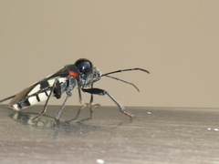 Fibrenus gibbicollis