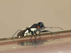 Fibrenus gibbicollis