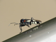 Fibrenus gibbicollis