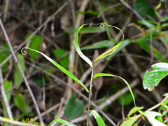 Flagellaria indica
