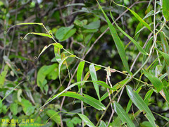 Flagellaria indica