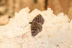 Viola violella