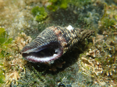 Aplus assimilis