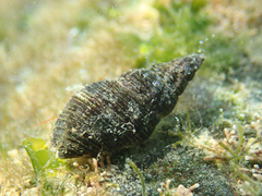 Aplus assimilis