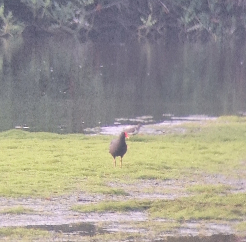Common Gallinule (Gallinula chloropus)