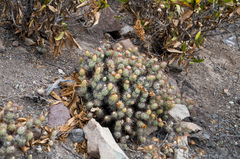 Cumulopuntia leucophaea