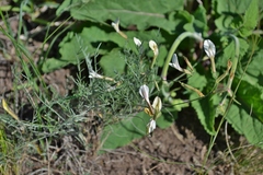 Astragalus ucrainicus