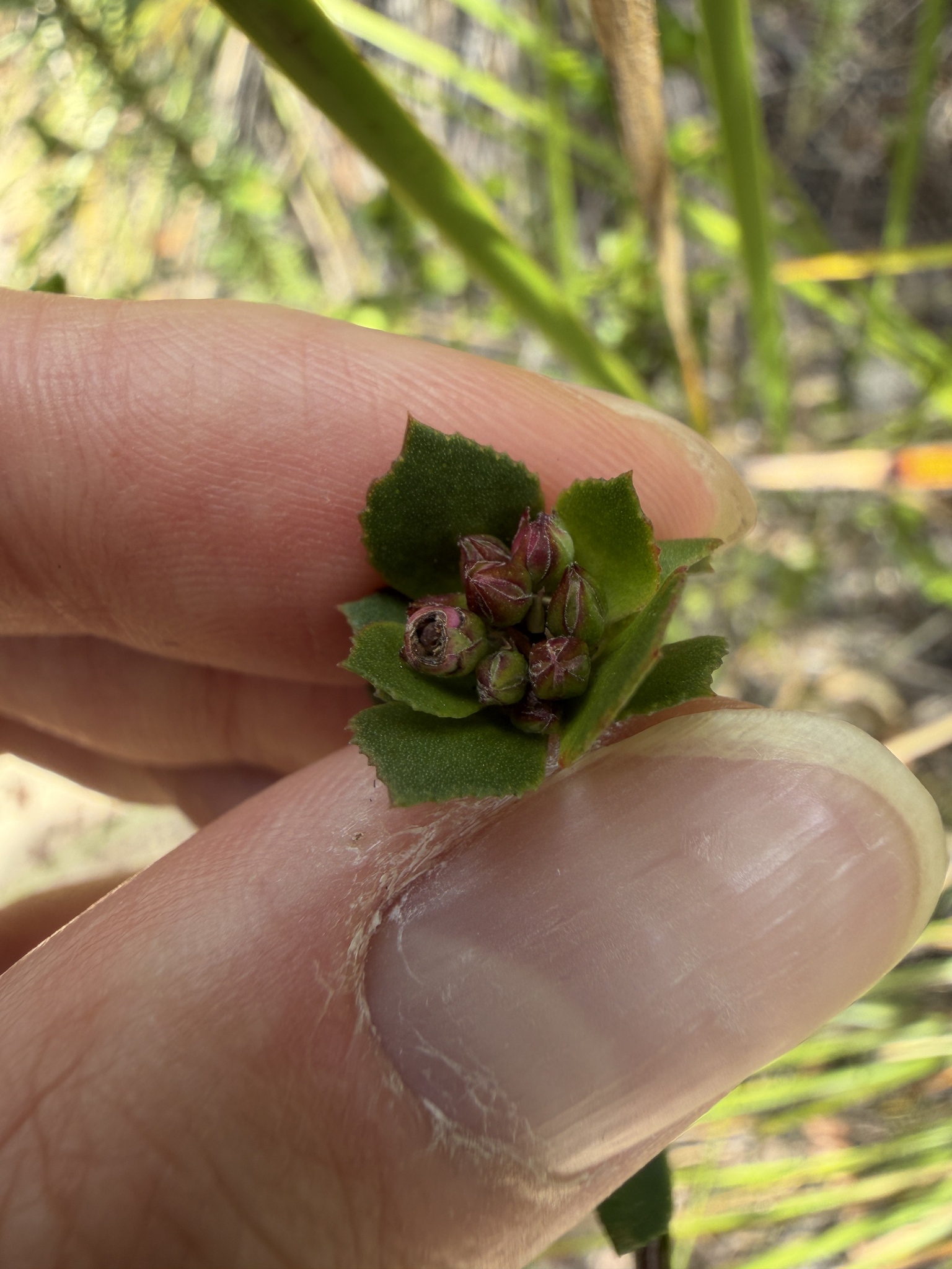 Sydney Rockrose (Boronia serrulata)