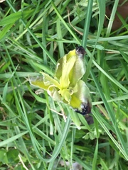 Iris tuberosa