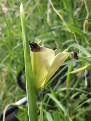 Iris tuberosa